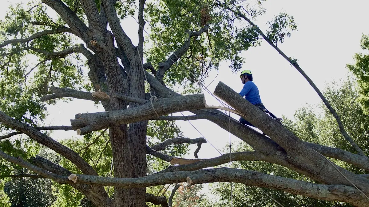 Professional Crown Thinning performed by certified arborists in New Vienna