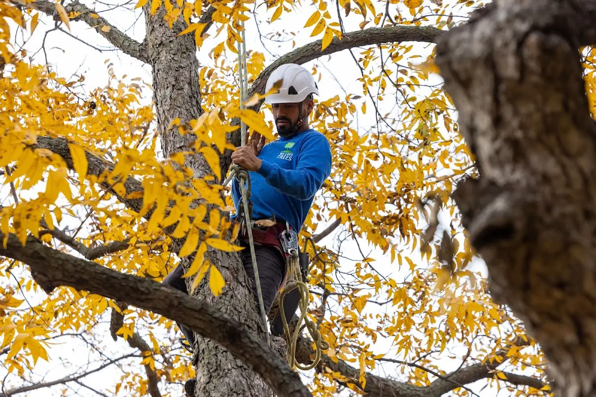 Skilled Tree Planing crew working in New Vienna